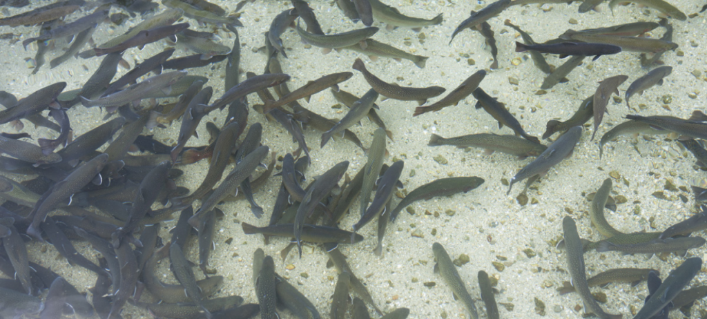 Zeolith Umwelttechnik Berlin GmbH, Fischzucht, Fischzüchter, Nutzteiche, Filteranlagen für Gewässer, Nähr- und Schadstoffe Kontrolle